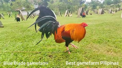 sonny lagon gamefarm price list|BlueBlade Gamefarm: Philippines' Winningest Bloodlines .
